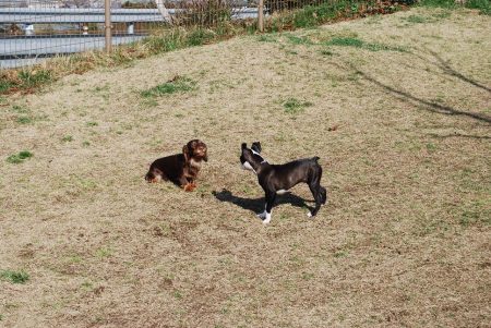 我が家の愛犬連れてドッグ・ラン