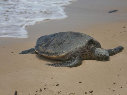 “海ガメさん”の昼寝　Zzz~z~