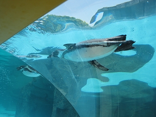 ワンちゃんの住まい:3月10日