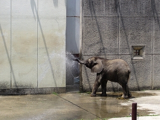 子ぞうの水遊び・・暑いもんね”