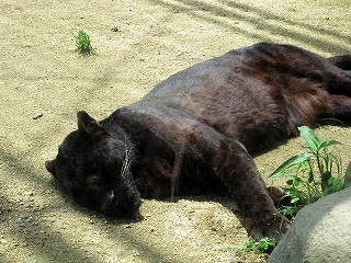 寝てます。。。黒ヒョウです。