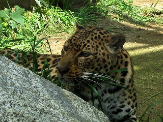 最後に娘の１番好きなチーターです。　　やっぱりチーターいい！！