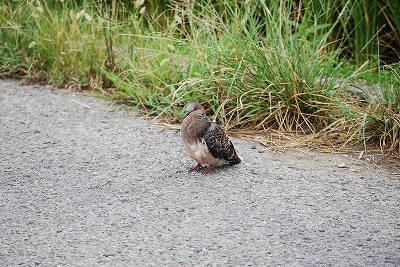 鳩が動けないので・・・（‐□‐；