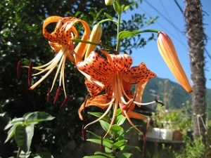 自宅の庭の夏の草花