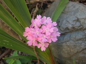 自宅の庭の夏の草花