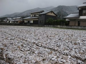 雪が降ってきた！