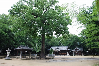 神社さんの樟樹林