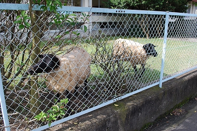 羊くん？　ひつじ Chan?