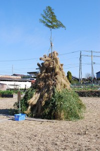 『 どんと焼き 』