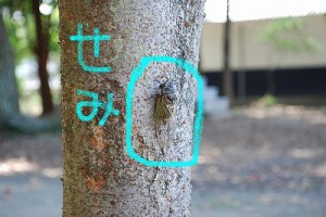 八幡神社・・その２