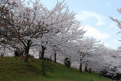 『 桜坂 』