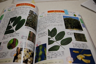 樹木観察図鑑も見るんだよ。