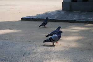 神社境内の鳩