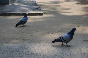 神社境内の鳩