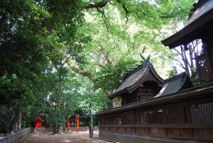 神社さんの深緑パワー