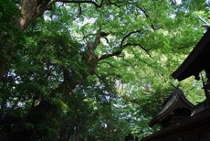 神社さんの深緑パワー