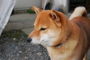 新築現場の飼い犬のごまちゃん