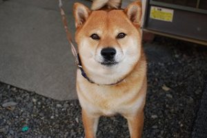 新築現場の飼い犬のごまちゃん