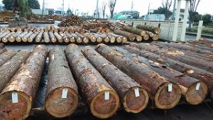 木材卸売り市場