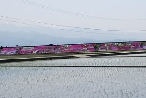 西条市禎瑞の芝桜