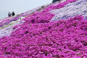 西条市禎瑞の芝桜