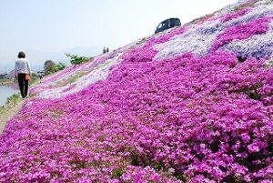 西条市禎瑞の芝桜