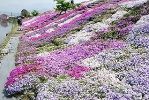 西条市禎瑞の芝桜