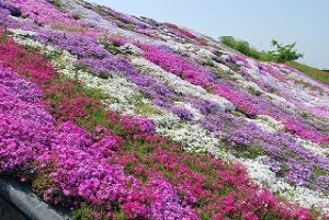 西条市禎瑞の芝桜