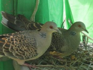 鳩の巣とつがい