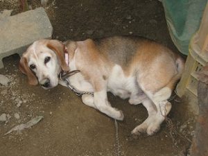 我が家のビーグル犬