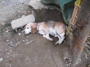 我が家のビーグル犬