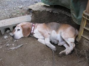 我が家のビーグル犬