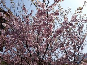 山麓の梅の花満開