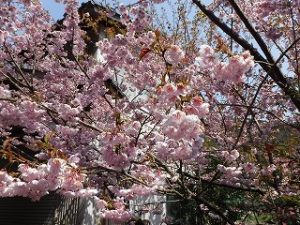 山麓の梅の花満開