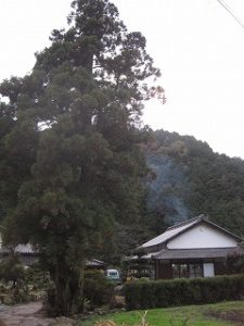 山麓の梅の花満開