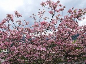 満開に咲く花