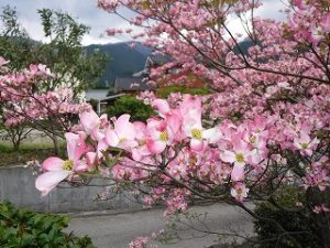 満開に咲く花