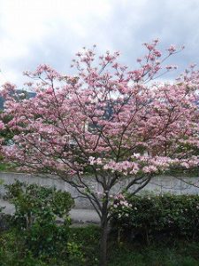 満開に咲く花