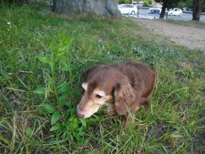 愛犬をドッグランへ連れていった！