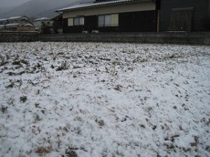 夕べから積雪