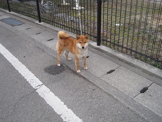 柴犬くんの犬小屋