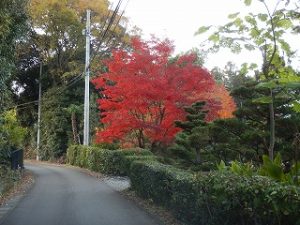 真っ赤な紅葉