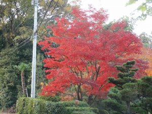 真っ赤な紅葉