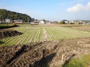 新築住宅の敷地造成工事