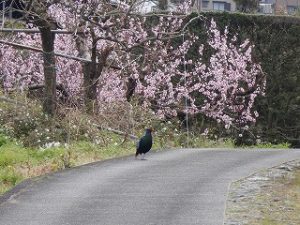 甲高く鳴くキジ！