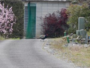 甲高く鳴くキジ！