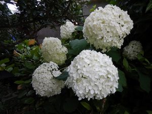 梅雨時期の草花