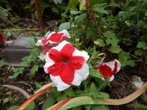 梅雨時期の草花