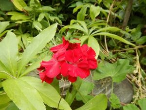 梅雨時期の草花