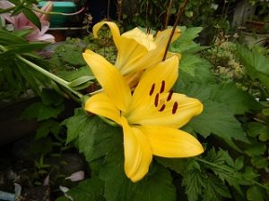 梅雨時期の草花